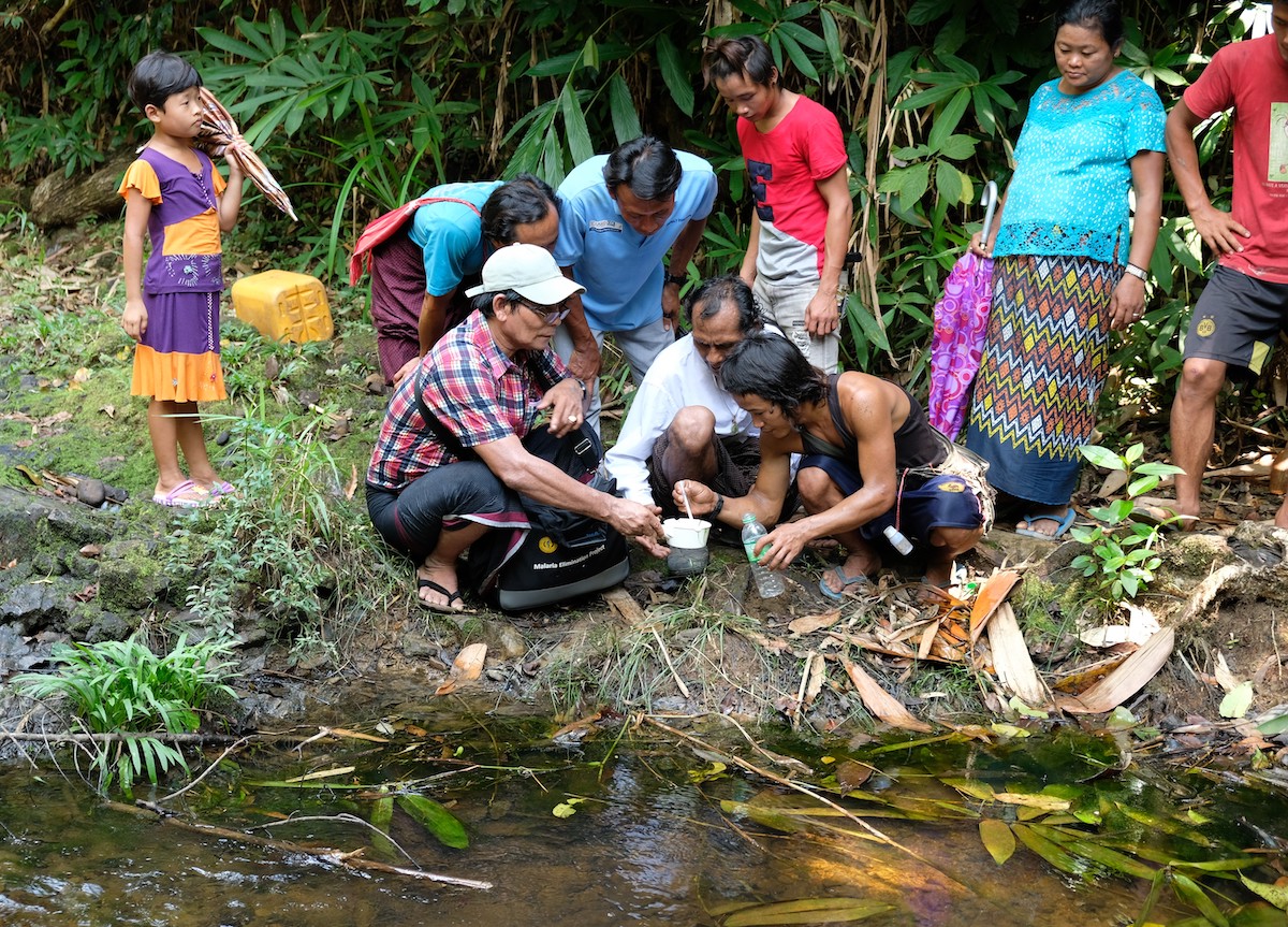 Larval survey