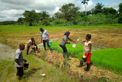 Community Health Volunteers collecting larvae, Liberia, 2018