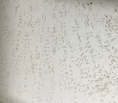 Larvae breeding at Liberia national malaria control program (NMCP) insectary.