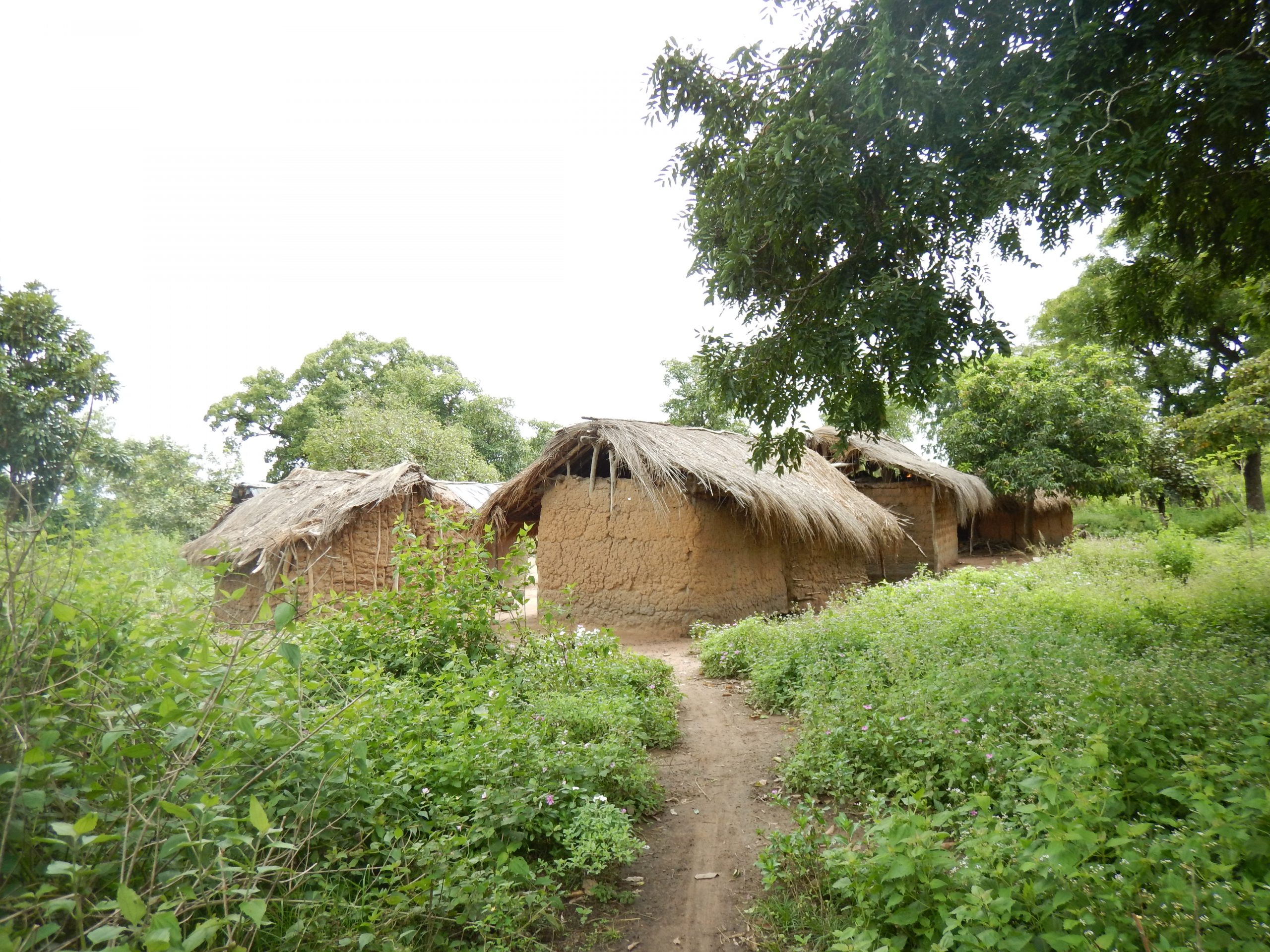 Dirt road leading to huts within green foliage