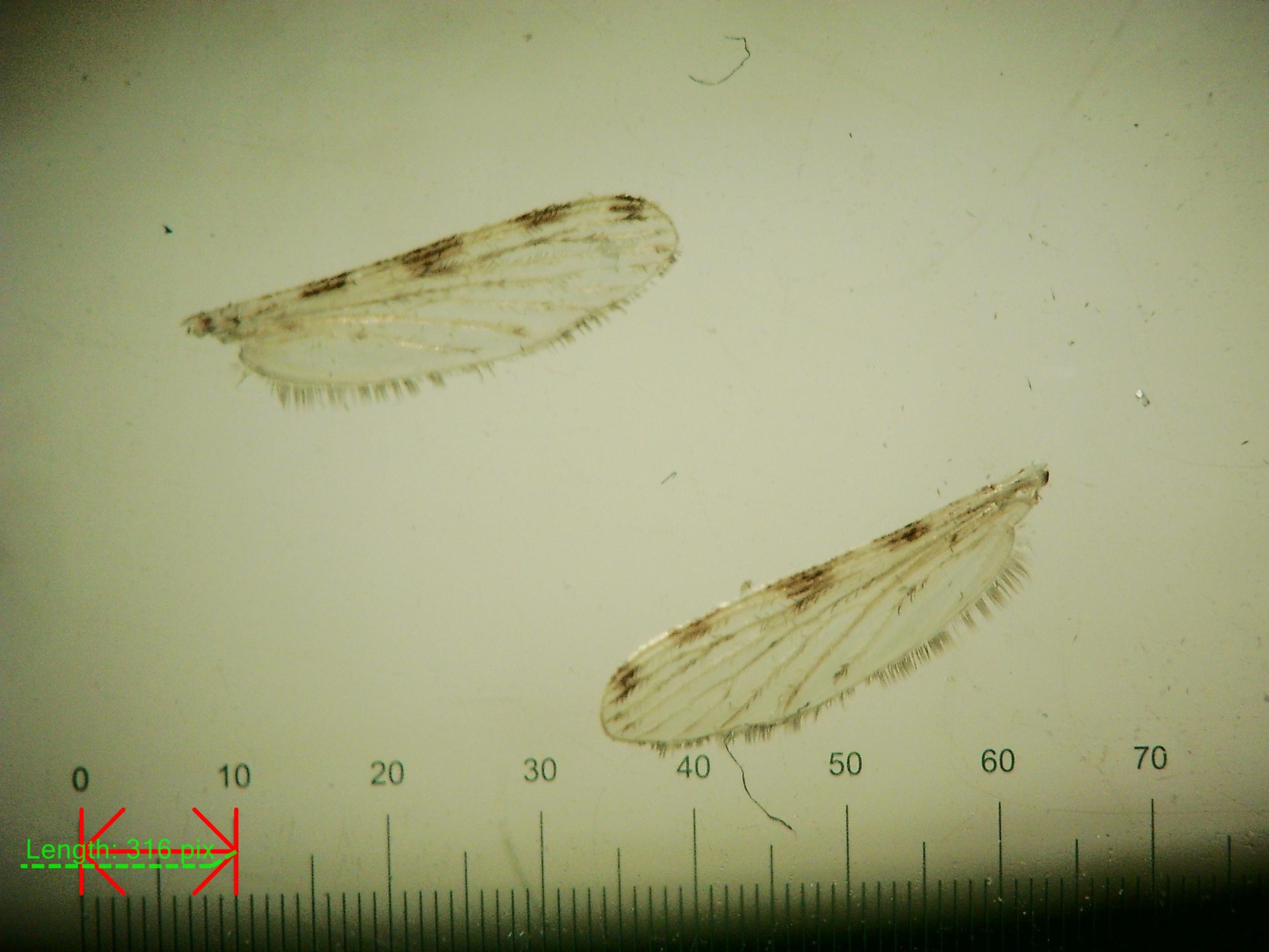 Sepia coloured microscopy image of two mosquito wings showing alternating dark and light pattern across the top of the wings, and fibers along the bottom edge of the wings against a ruler