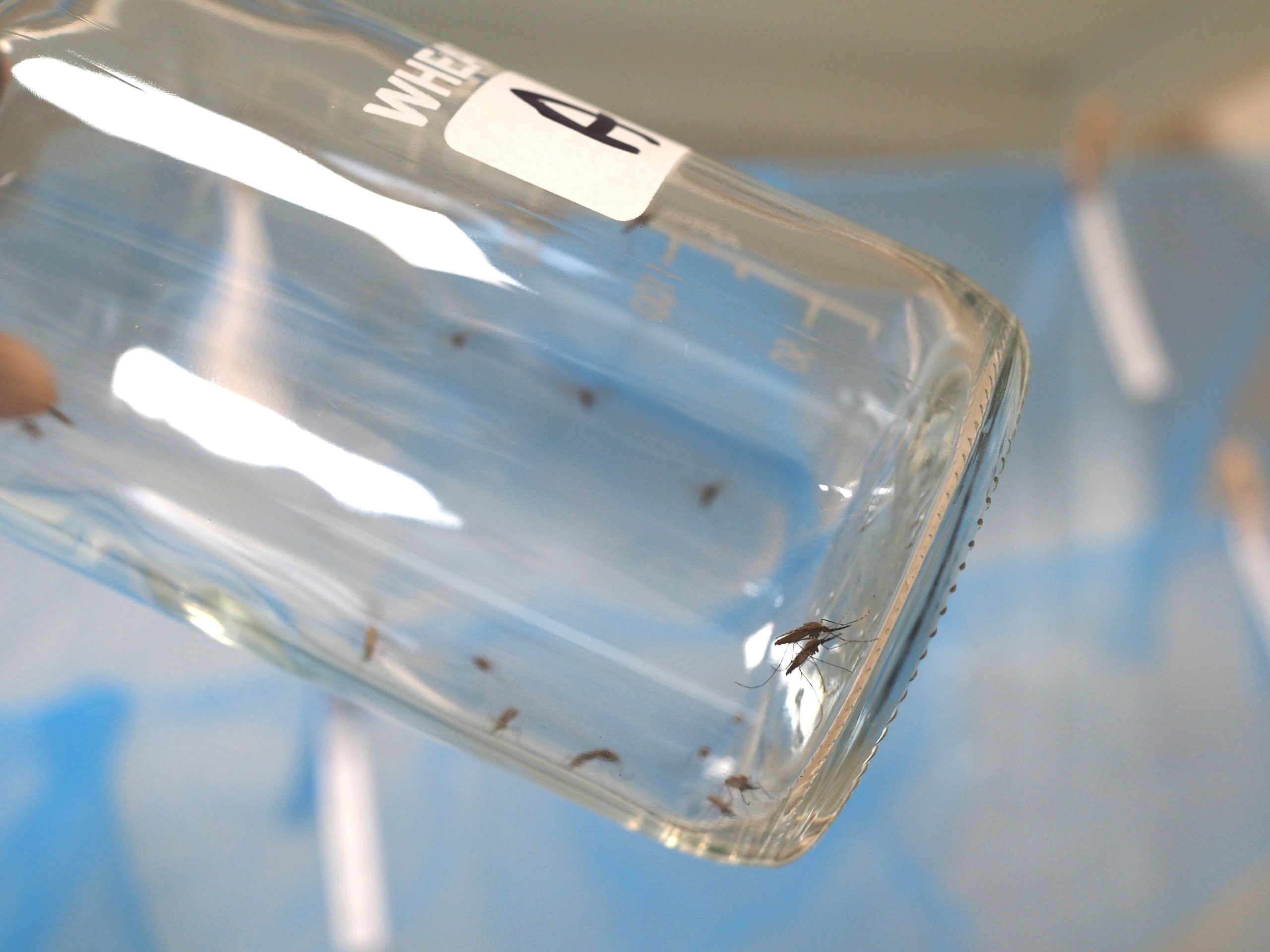 CDC bottle at an angle showing mosquitoes resting inside the glass walls