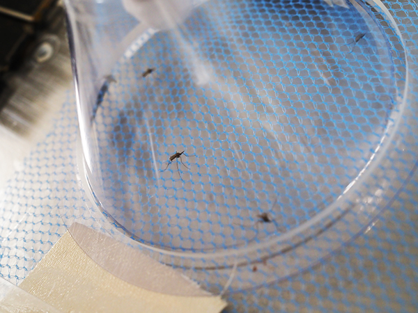 Close up image of four mosquitoes resting on blue net material underneath a clear cone.